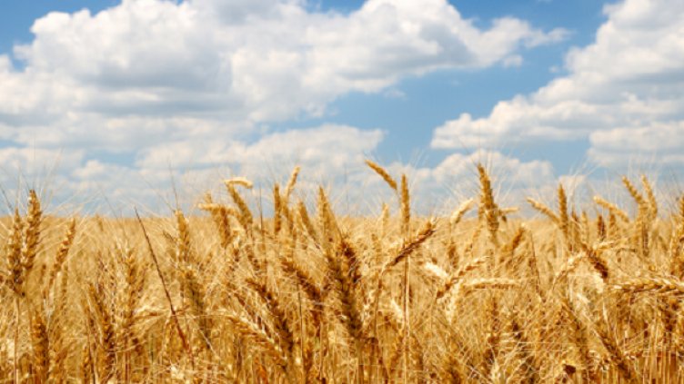 Площите със зърно в Европа намаляват