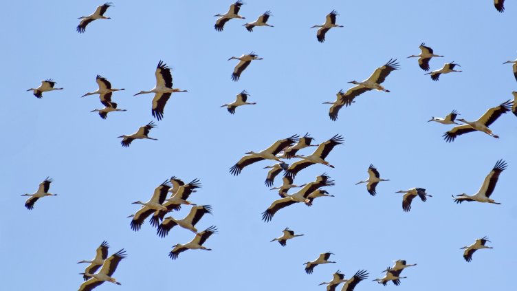 След врабчетата, броим и щъркелите у нас