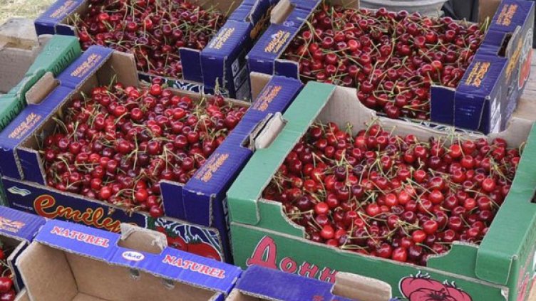 От 60 ст. за кило череши на полето, до три лева на пазара