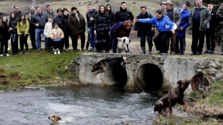 Сблъсъци на протест срещу обичая "тричане на кучета" в Бродилово 