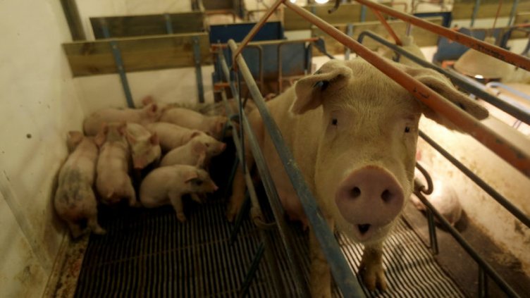 Засилват се мерките срещу африканската чума по свинете