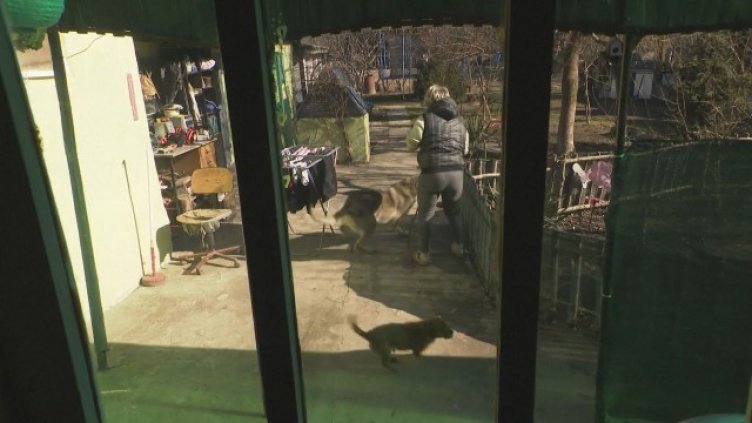 Семейство отглежда в дома си вълк и... лисица