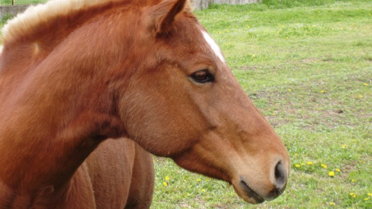 Арестуваха двама за кражба на кон