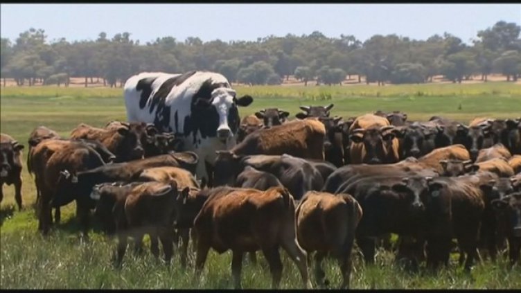 Пощадиха гигантска крава заради размерите й