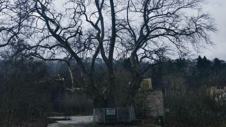 Да подкрепим отново най-старото дърво във Варна