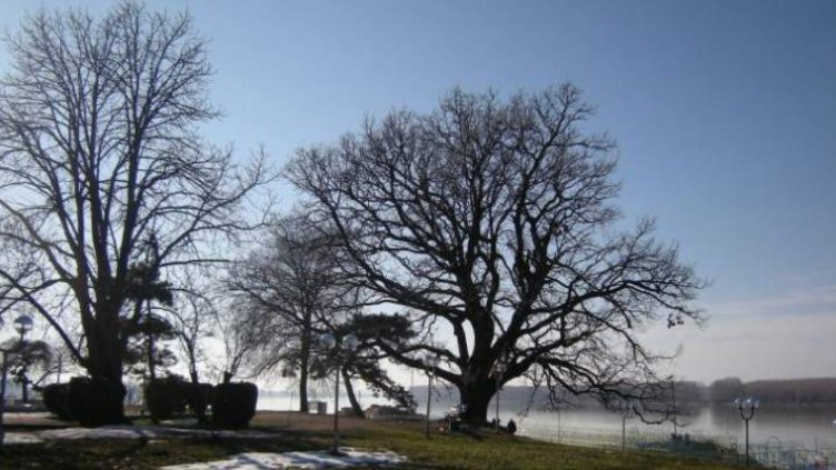 Дъбът от Силистра на пето място във временното еврокласиране