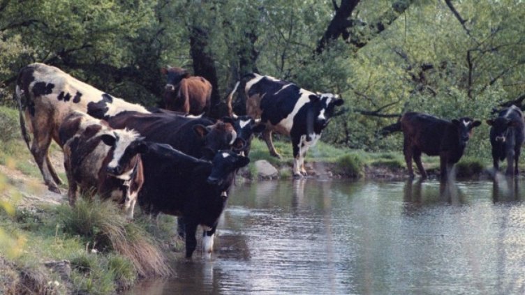 Огнища на заразно заболяване откриха в Старозагорско