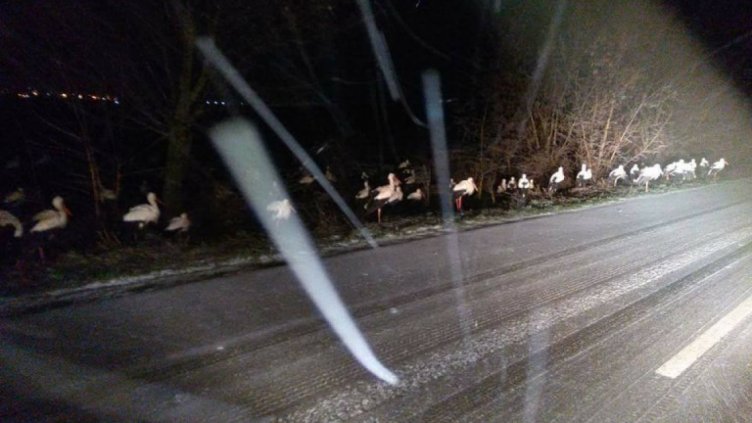 Призив към шофьорите: Пазете щъркелите!