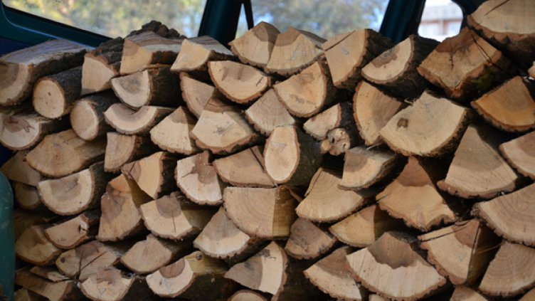 По лев за кубик дърва за огрев, нападнати от корояд