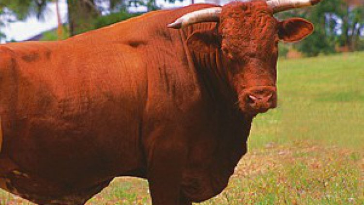 Бик уби 60-годишен пастир край Петрич