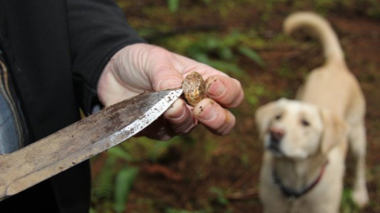 Белите трюфели – новата мания за богатство на българина