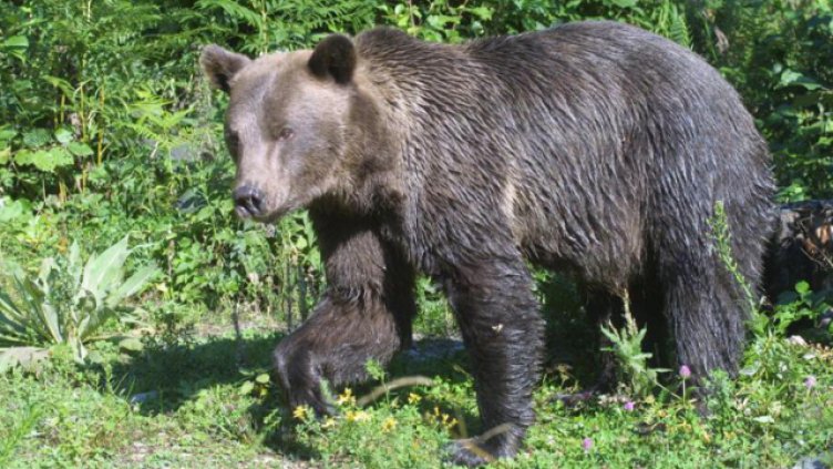 Мечки са появиха в Северозападния Балкан