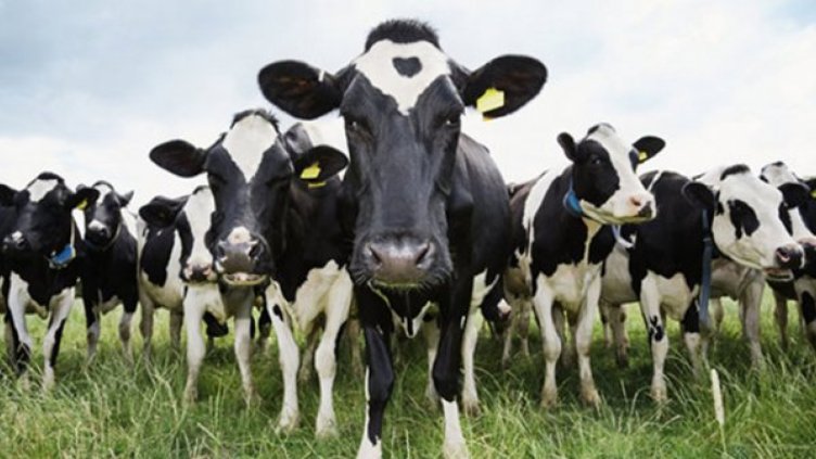 Държавата изплатила 1,5 милиона лева обезщетения на фермери заради нодуларния дерматит