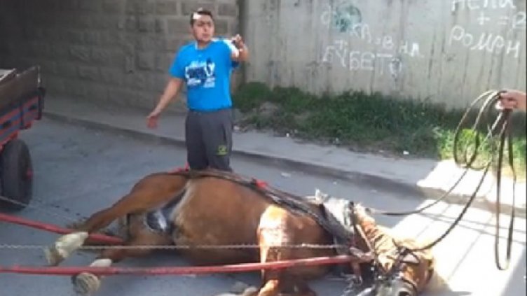 Роми пребиха кон с верига