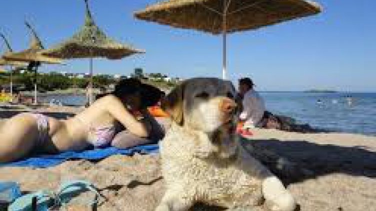 Бургазлии си поискаха плаж за кучетата