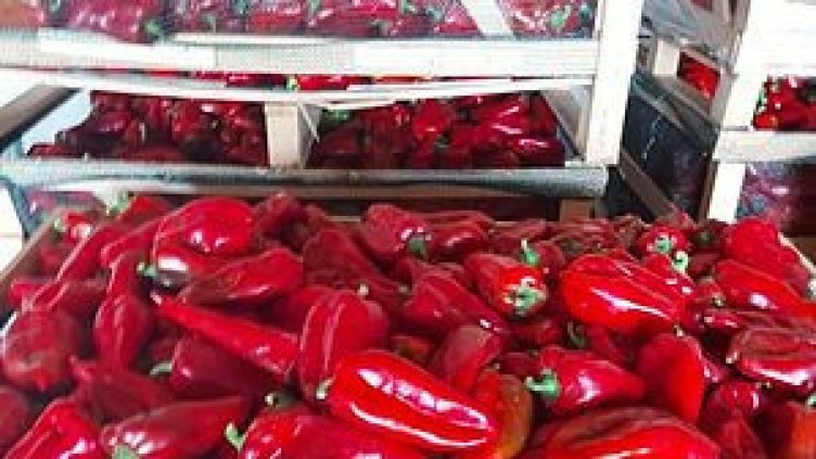 Тир разсипа пипер по АМ "Хемус", спря движението край Каспичан