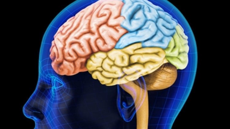 Чий мозък е по-добър, мъжкият или женският