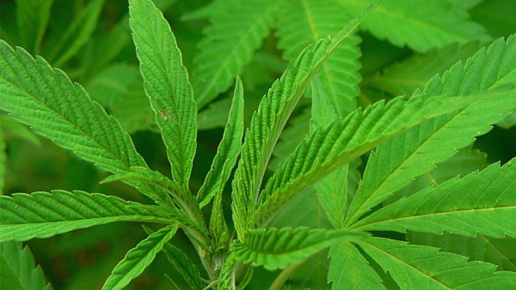 Горска нива с канабис, откриха граничари