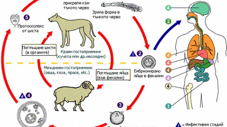 За 6 месеца: 18 души хванаха кучешка тения във Варненско