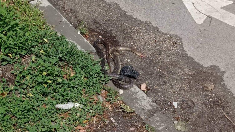 Змии и плъхове изпълзяха от високите треви във Варна (СНИМКИ)