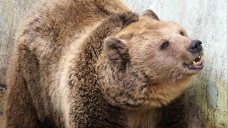 Мечката Берна се събуди, ще я захранват с ябълки