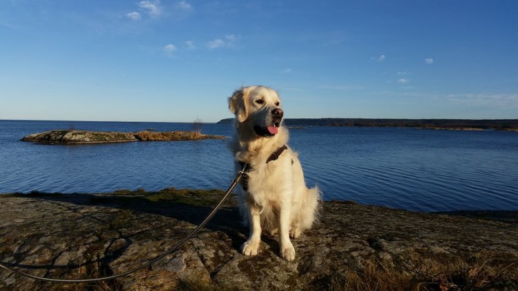 Куче преплува 10 км в езерото Мичиган, за да се върне при стопаните си 