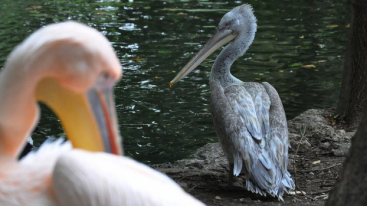 Снимка Пламен Гутинов, архив