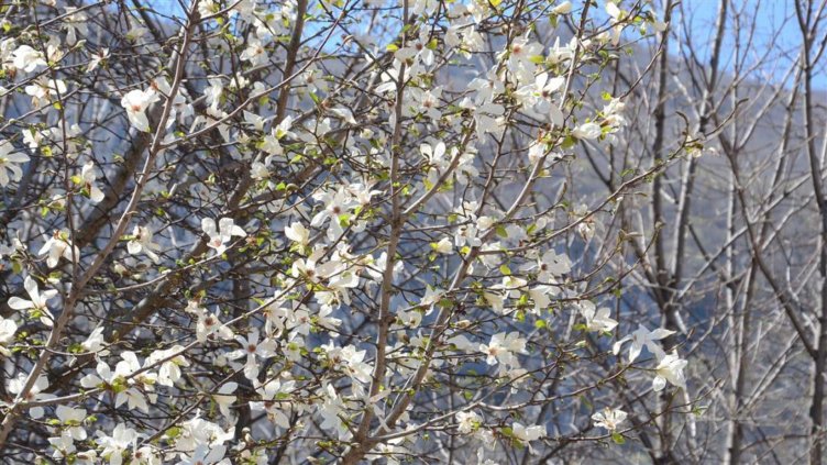 Студовете нанесоха поражения по овошките