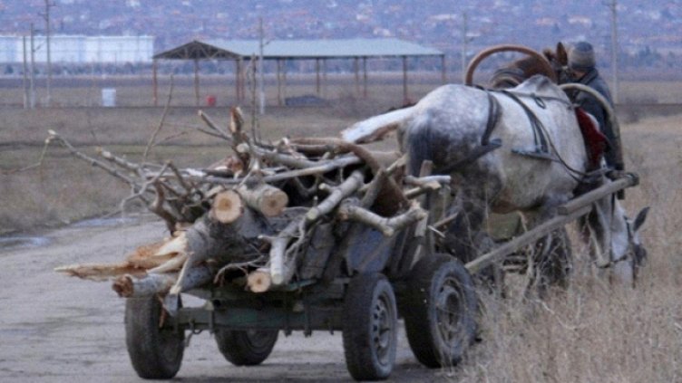 Каруци с незаконна дървесина спипаха в горите във Варненско