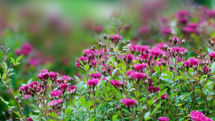 Снимка Ели Маринова, архив