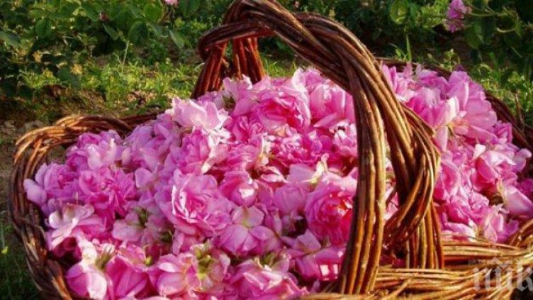 Срив на изкупната цена на розовия цвят в масивите около Карлово