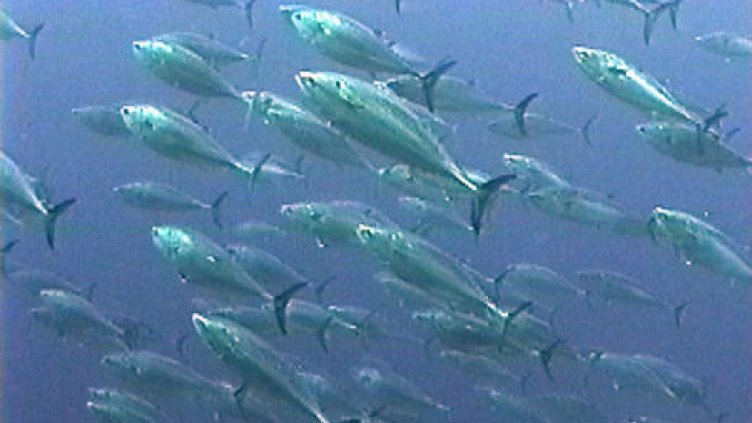 Рибата и мидите в Черно море са чисти