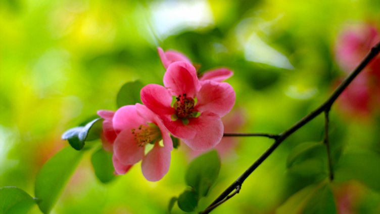 Представят технологии за отглеждане на овошки и запазване на стари сортове