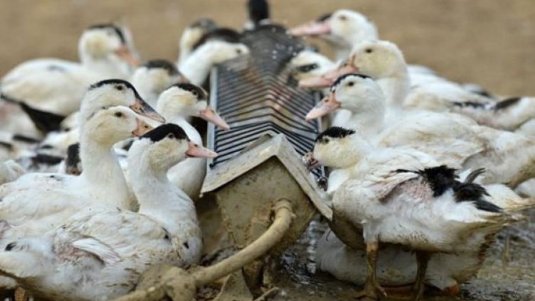БАБХ откри огнище на Инфлуенца по птиците