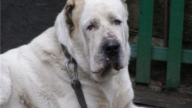 Куче от породата алабай