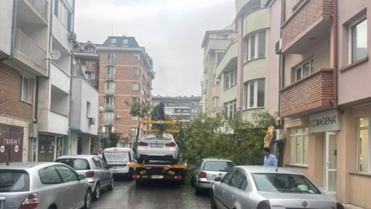В Пловдив не си поплюват: "Паяк" събори дърво върху коли
