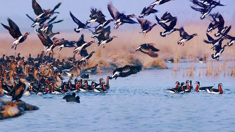 Без големи поражения след пожара на Дуранкулашкото езеро 