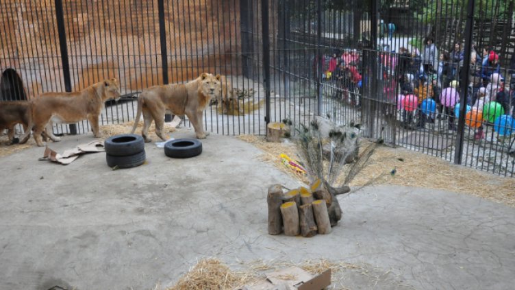 Снимки Пламен Гутинов, архив