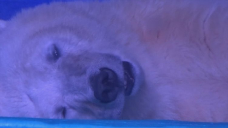 "Най-тъжната" полярна мечка най-накрая на свобода