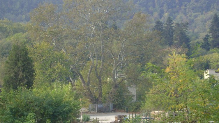 Варненският чинар изостава сериозно в класацията "Европейско дърво на годината"