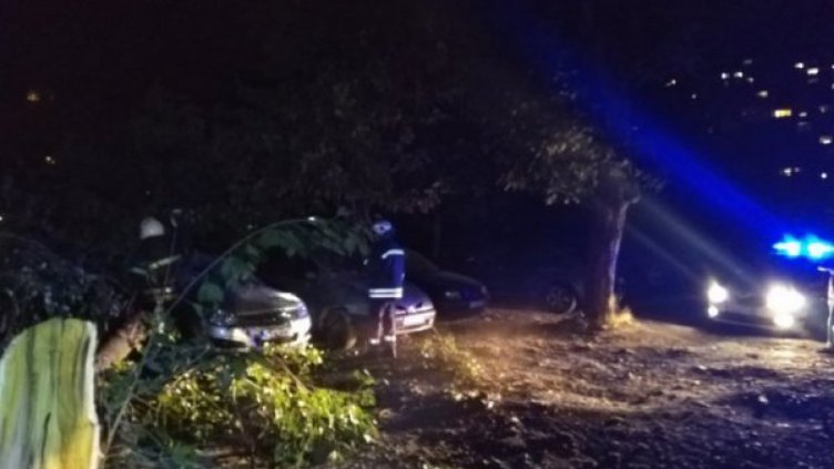 Дърво падна в столицата, затисна 3 коли