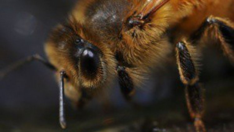 Пчелари не позволиха на хеликоптерите да пръскат