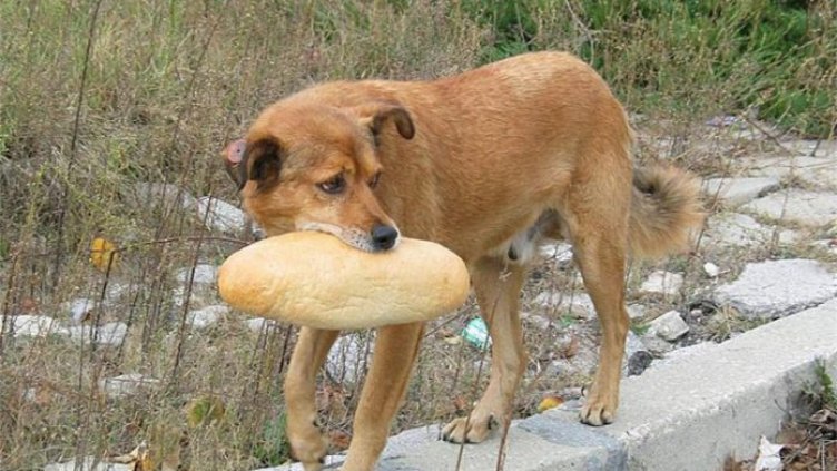 БАХБ спря дейността на 2 приюта за бездомни кучета