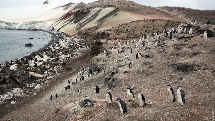 Продава се остров, обитаван от пет вида пингвини