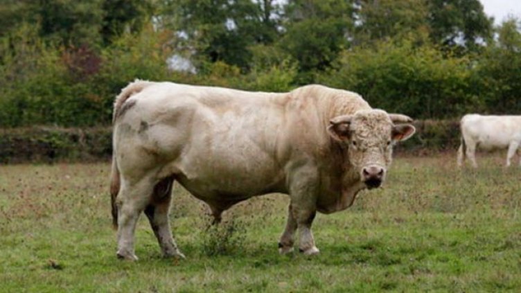 Гей бик изяви мераци към нежния пол