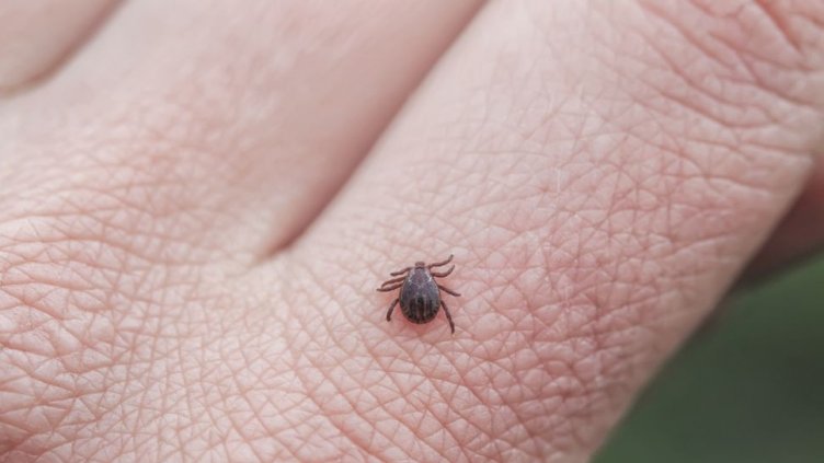 142-ма варненци са ухапани от кърлежи за седмица