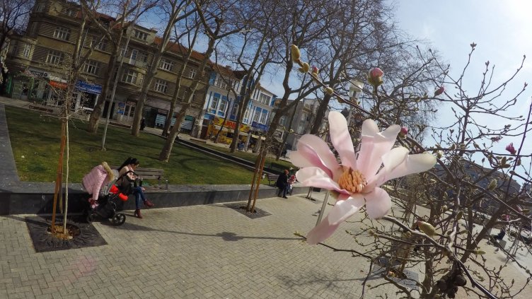 Цъфнаха магнолиите пред Съдебната палата във Варна (СНИМКИ)