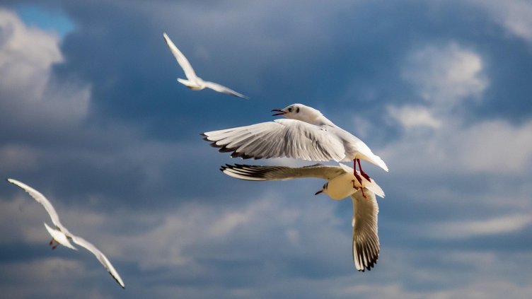 Снимка: Pixabay/Flamma_Vlavius