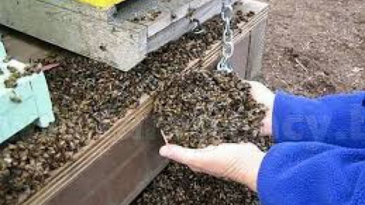 Мор на пчели в района на Русе, Добрич и Силистра