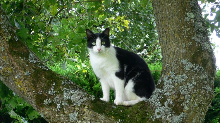 Котка живее повече от 9 години в хралупа